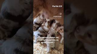 Et voici les femelles de notre dernière portée de Berger Australien 🥰 puppy dog pets [upl. by Farra815]