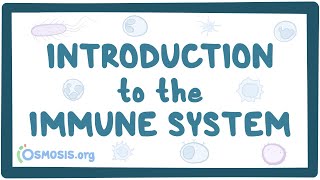 Introduction to the immune system [upl. by Yzus320]