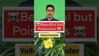 Yellow Oleander पिली कनेर Beautiful but Poisonous Watch to stay safe and aware oleander poison [upl. by Gambrell]