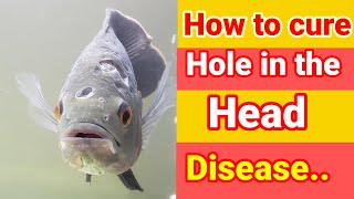 Hole In The Head Disease  Causes And How To Treat [upl. by Ive730]