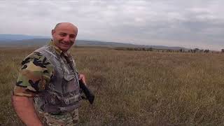 ნადირობა მწყერზე სართიჭალა Qual Hunting Sartichala [upl. by Vinny]