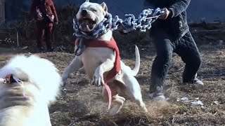 Beautiful Strong Dogo Argentino [upl. by Wendelin]