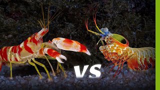 Who Will Win Pistol Shrimp Vs Mantis Shrimp [upl. by Kurman]