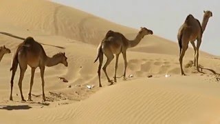 Camels in Fujairah Desert  UAE [upl. by Arotal]