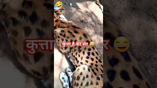 डरपोक  dog vs tiger  funny funnycomedy vairalfunnyshorts youtubefunnyshorts [upl. by Ahsitnauq]