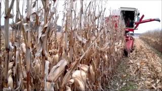 IH 615 Combine in Corn 2015 [upl. by Hands]