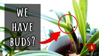 Orchid Seedlings Update  Buds already 🥳 [upl. by Ijan420]