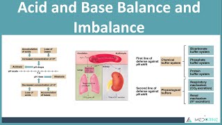 AcidBase Balance and Imbalances Made Easy biochemistry medical [upl. by Shelba]