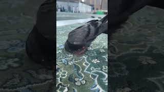 The merical of Allah SWT 😭❤ sajda makkah namaz dua allah peagon birds shortvideo [upl. by Accem]