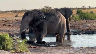 Khutse Game Reserve Lions and Elephants sightings  selfdrive safari [upl. by Yendis268]