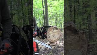 Stihl Ms 500i Vs Stihl MS 661 Magnum shorts [upl. by Fillian]