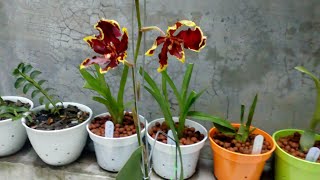 Anggrek koleksi Oncidium hybrid dan Rossioglossum rawdon jester [upl. by Alaikim]