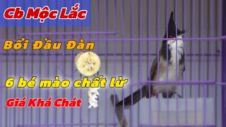 Cb MỘC LẮC 1510   BỔI ĐẦU ĐÀN  6 Bé Bổi Mới Vip Gia Khá Chát Anh Em Chọn Chơi [upl. by Garin508]