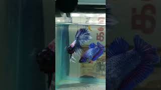 Betta fish breeding in tamil bettabreeding [upl. by Aroc]