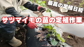 サツマイモの苗の定植方法【風が弱く土が湿っている曇りの日】【紅はるか】2024年6月10日 [upl. by Jaban]