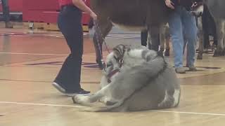 Donkey Basketball 2022 [upl. by Buckingham]