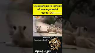 આ ટોલ નાકુ કોણે જોયો છે કમેન્ટમાં જણાવો my Jungle Jiv jungle pantham leopard jigar panther [upl. by Eelrehpotsirhc]