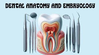 Maxillary Molars  Part 3 [upl. by Samid]