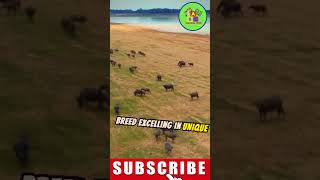 Buffalo breed buffalobreeddevelopment buffalo buffalovideo buffaloforsale buffalobreeder [upl. by Irrem]