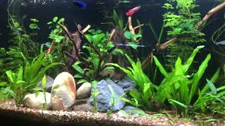 Betta fish mating in a community tank [upl. by Wyatt]