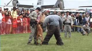 Attack Dog Demo JSOH 2009 Air show Belgian Malinois Andrews Air Force Base [upl. by Jasmina]