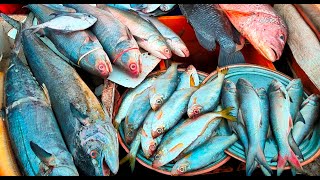 भाईंदर होलसेल फिश मार्केट Bhayander Wholesale Fish market  Mumbai [upl. by Aenej129]