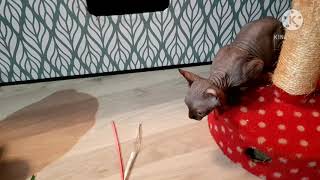 Sphynx ElfKittens schpilen Nacktkatze essen Wir spilen und essen dann zusammen😽😻Сфинкс играем [upl. by Aday]