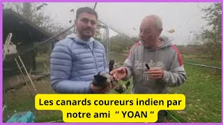 Comment éliminer Les limaces avec les canards coureurs indiens par Yoan [upl. by Longerich]