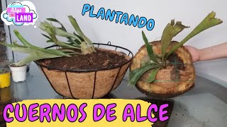 COMO PLANTAR CUERNOS DE ALCE EN TRONCO O CANASTA  AlysLand [upl. by Gualtiero110]