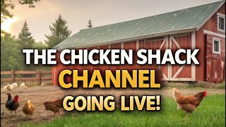 Happy Saturday 1116 Its livestream Time The Chicken Shack 🎥  Feathered Fun amp Fowl Facts 🐣 [upl. by Syramad235]