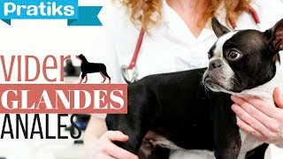 Conseils véto  Comment vider les glandes anales de votre chien [upl. by Elagibba]