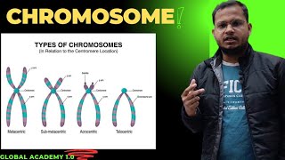 Types Of Chromosomes📊 Shape Of Chromosomes metacentric SubmetacentricAcrocentric telocentric 🌱 [upl. by Osmen760]