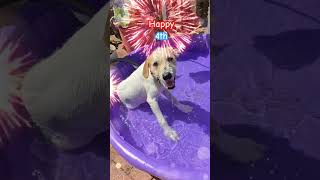 Happy 4th Puppy Pool Party puppy adoptable adoptdontshop adoptme pool 4thofjuly [upl. by Levania]