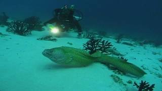 Aldabra Atoll Seychelles Travel  Diving Tipps [upl. by Mccomb]