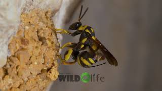 Chalcid wasp [upl. by Regazzi440]