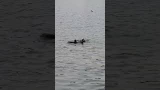 Coots fighting in Roath Park Cardiff [upl. by Stacia]