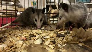 Possums eat venomous copperhead Preparing possums for release when older [upl. by Neerbas]