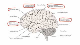 Localizing Neurologic Lesions  Localising lesions l •second video [upl. by Rosenzweig268]