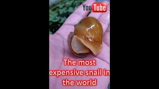 The most expensive snails in the world 1kg is 100usd insects snail Goldenssnail [upl. by Sucramal391]