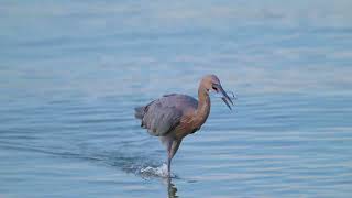 Reddish Egret Hunting Fish on the Wing Full Screen bird shorebirds egret [upl. by Asiluy]