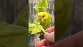 Celery Leaves shorts birds budgies [upl. by Soisinoid]