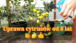 🍋 Jak uprawiać cytrynę aby owocowały jak zimować ziemia cięcie Uprawa cytrusów od 8 lat🍊 Porady [upl. by Evander]