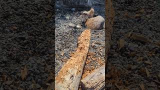 Log chewed up by beaver 🍁 beach summer nature log dog dogs beaver shorts short canada eh [upl. by Malia]