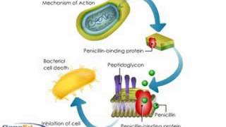 Penicllin mechanism of action [upl. by Barboza]