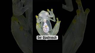 Der faszinierende Glasfrosch wissenswert biologie tierfakten fakten frosch natur tiere [upl. by Callista]