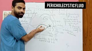 PERICHOLECYSTIC FLUID [upl. by Attinahs]