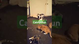 21 Cats first time reactions to Catnip [upl. by Alameda510]