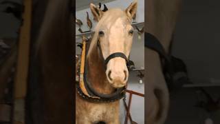 General Worlds Largest Stuffed Horse  West Virginia State Farm Museum taxidermy horse stuffed [upl. by Watt]