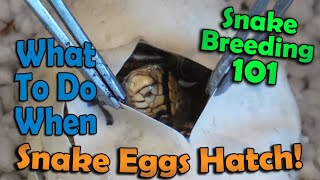 Snake Breeding Part 6 Egg Cutting and Hatchling Care [upl. by Algar]