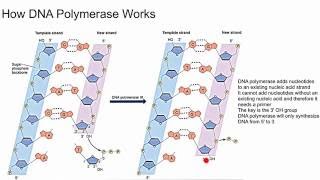 How DNA Polymerase Works [upl. by Nujra]